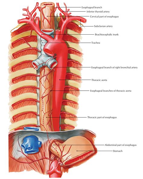esophagus anatomy